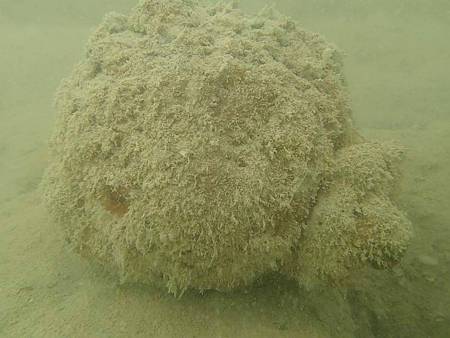 Suspected Explosive Remnant of War was discovered in late May near the main wharf in Betio Lagoon, South Tarawa in the Republic of Kiribati, beneath the wreck of the MV Tovota by salvage workers from The Dive Centre Pty Ltd Fiji. The Australian Defense Force has been requested by Kiribati authorities to dispose of the object as it poses a potential hazard to local shipping.