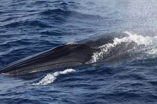 Three ridges on the rostrum (dorsal head) of this Rice’s whale. Credit: NOAA Fisheries/Laura Dias