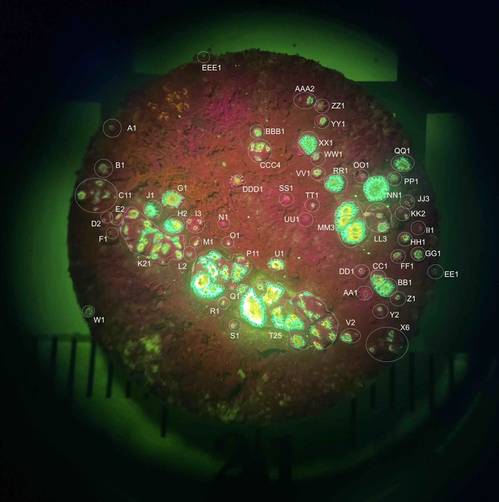 Three-month old coral recruits of grooved brain coral (Diploria labyrinthiformis) labeled to illustrate the number of millimeter-sized recruits. © NOAA