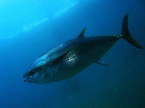 Tunas are one of many highly migratory species that will be studied by the Institute. (Photo: Texas A&M University)