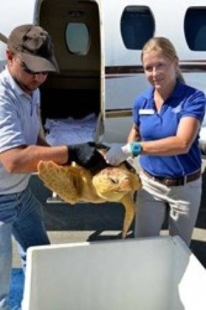 The turtle flight: Photo credit SCDNR