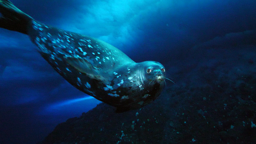 Weddell seals swim in challenging conditions. (Photo: McMurdo Oceanographic Observatory, CC BY-ND)
