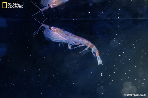 Weddell Sea, Southern Ocean, Antarctica - 2024/12/26: Antarctic krill
specimens retrieved during a dive by ROV SuBastian.

Credit: Luján Agusti/National Geographic