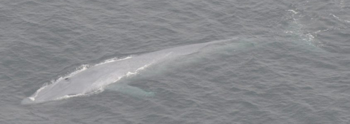 Blue whale in the Pacific Ocean. Photo credit: Jessica Morten, Channel Islands National Marine Sanctuary, National Ocean Service, NOAA