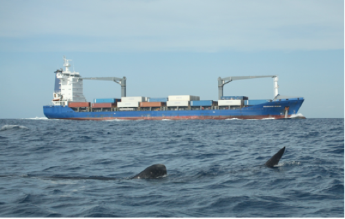 Whale sharks in the traffic zone: Photo credit Blue Realm