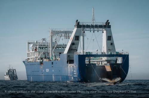 A whale spotted in the wake of the krill super trawler. Photo by Alice Bacou, Sea Shepherd Global