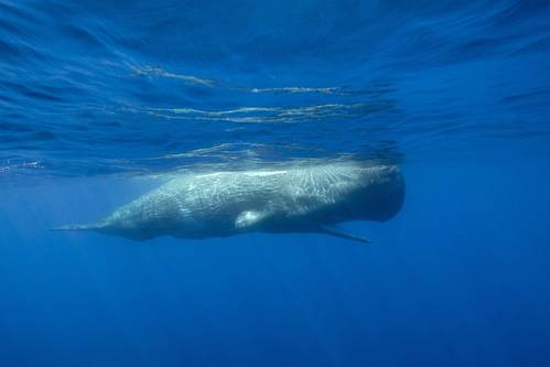 © wildestanimal / Adobe Stock