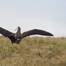 Albatross chick with satellite tag. Credit: Kath Walker, Graeme Elliott

