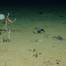 Clarion Clipperton Zone (CCZ) courtesy of the National Oceanography Centre and the Trustees of the Natural History Museum, with acknowledgement to the NERC SMARTEX project.