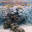 Coral bleaching was found to be followed by an unprecedented outbreak of black band disease, killing Goniopora corals. (Image courtesy of Maria Byrne / University of Sydney)