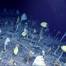 Credit: NOAA Ocean Exploration, 2017 Laulima O Ka Moana