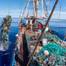 Fishing nets and debris being removed from the North Pacific Gyre by the crew of S/V KWAI. © Ocean Voyages Institute