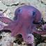 A Graneledone octopus, a suspected new species, moves across the seafloor during a deep-sea ocean expedition off the coast of Trinidad and Tobago. This species was first observed during an expedition Dr. Diva Amon (SpeSeas) participated in 2014, but was not confirmed or collected until this mission. Researchers made dozens of other discoveries on the trip, including at least 20 suspected new species, three of which may be new genera. © ROV SuBastian / Schmidt Ocean Institute