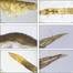 Image: Tyre particles adhered to a range of body parts of C. volutator, as visualized using a stereo microscopy (Olympus SZX16): (i) C. volutator periopods adhering tire particles in the suspension treatment (lateral view); (ii) C. volutator abdomen, gnathopods, and periopods adhering tire particles in the suspension treatment (ventral view); (iii) C. volutator periopods adhering tire particles in the surface-deposit treatment (lateral view); (iv) C. volutator 2nd antenna adhering tire particles