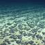 Polymetallic nodules, such as those shown here, can occur on the ocean floor and are of interest for the critical minerals they contain. Credit: NOAA.
