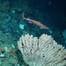 A new reflection paper co-authored by PML Honorary Fellow Torsten Thiele urges the International Seabed Authority to declare a moratorium/precautionary pause on such activity. Credit: PML