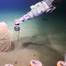 Researchers use Remotely Operated Vehicle SuBastian to collect sediment push cores next to barrels discarded on the seafloor. Credit: Schmidt Ocean Institute.