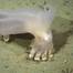 A standout discovery of the workshop, this striking deep-sea holothurian (sea cucumber) was named “Loki” for its prominent horned appendages, reminiscent of the god in Norse mythology. Captured in high-definition in-situ video and images on the seafloor of the Mar del Plata Submarine Canyon, it represents one of up to 10 new holothurian species uncovered during the Argentina workshop. Credit: ROV SuBastian / Schmidt Ocean Institute