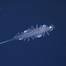 This is a new species from the genus Tomopteris, commonly known as gossamer worms. The expedition science team tested new technology that provides scientists with new, non-invasive ways to study these remarkable animals. Credit: ROV SuBastian / Schmidt Ocean Institute

