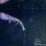 Weddell Sea, Southern Ocean, Antarctica - 2024/12/26: Antarctic krill
specimens retrieved during a dive by ROV SuBastian.

Credit: Luján Agusti/National Geographic