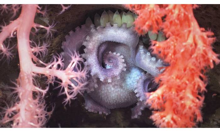 A brooding mother octopus shelters her eggs behind two different types of corals. The image was made by pilots using a robot to explore the north wall of the Mar Del Plata submarine canyon in Argentina, as part of a scientific expedition. The deepest point is over 3,500 meters – twice as deep as the Grand Canyon. The science team documented rich biodiversity, including deep-sea coral reef environments filled with sea anemones, sea cucumbers, sea urchins, snails, and others.
Image courtesy Schmid