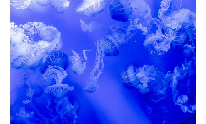 Copyright Agustin/AdobeStock