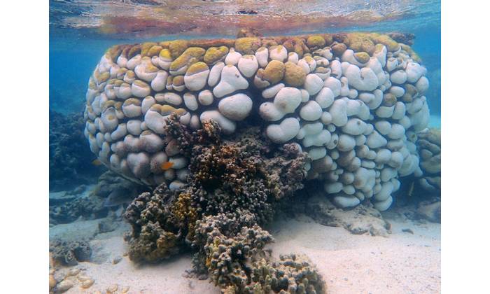Coral bleaching was found to be followed by an unprecedented outbreak of black band disease, killing Goniopora corals. (Image courtesy of Maria Byrne / University of Sydney)