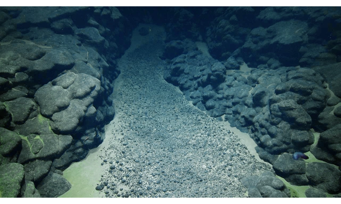During the 2025 Deep-sea Habitats of the Cook Islands expedition on Exploration Vessel Nautilus the team surveyed various seascapes to better understand seabed environments, and natural and mineral resources in the region. In this image, polymetallic nodules rest on sediment accumulated in a depression between rounded pillows and extended lobate lava flows, which are evidence of ancient volcanoes. (Image credit: Courtesy of Ocean Exploration Trust)