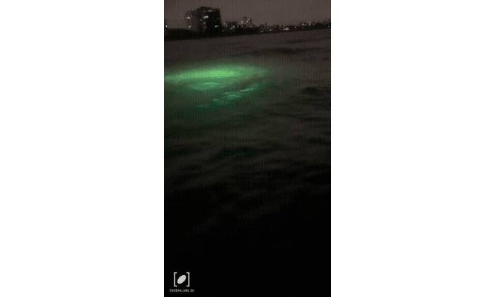 Enigma #303093 - 2023 Jun 11 • Fort Lauderdale, Florida. © Engima