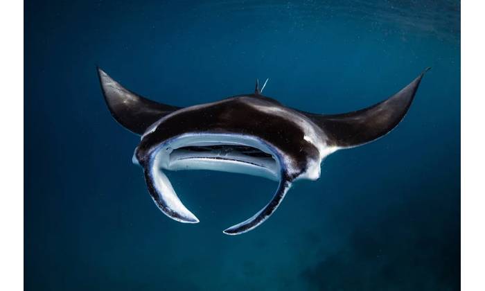 Jasmine Corbett / Manta Trust