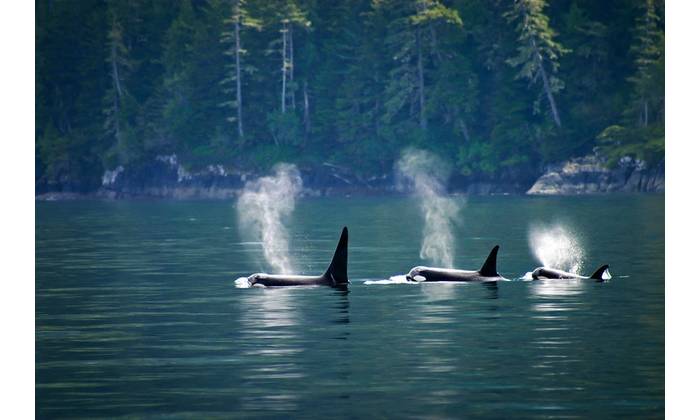 © Jeroen / Adobe Stock