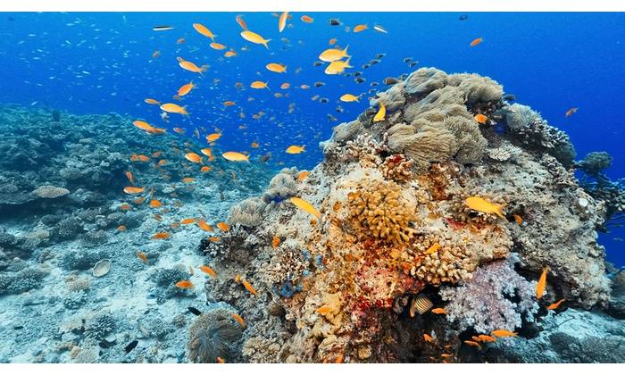 Marine ecosystems can be highly susceptible to invasive species. Credit: Adobe Stock/wkproduction