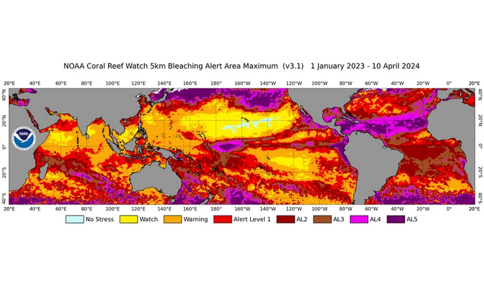 NOAA Coral Reef Watch's global 5km-resolution satellite Coral Bleaching Alert Area Maximum map, for January 1, 2023 to April 10, 2024. This figure shows the regions, around the globe, that experienced high levels of marine heat stress (Bleaching Alert Levels 2-5) that can cause reef-wide coral bleaching and mortality. (Image: NOAA)