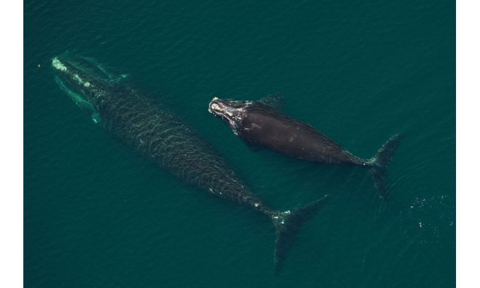 North Atlantic right whale mom “Millipede” (Catalog #3520) seen with her calf in Cape Cod Bay on April 9, 2026. CREDIT: New England Aquarium, taken under NOAA Permit #25739-01