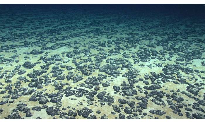 Polymetallic nodules, such as those shown here, can occur on the ocean floor and are of interest for the critical minerals they contain. Credit: NOAA.