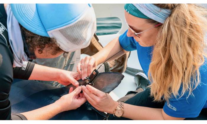 Scientists Neil Hammerschlag and Laura McDonnell attach a satellite tag to one of 18 blue sharks that transmitted location, temperature, and depth data. Image: Nola Schoder