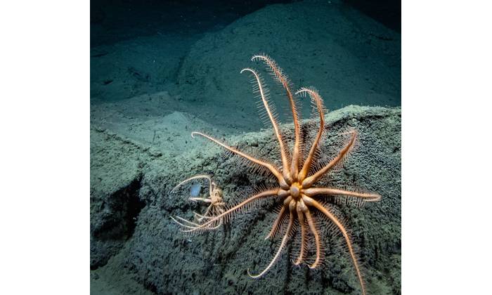 Source: ODL Credit: NOAA