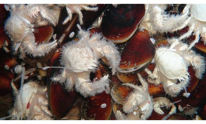 Source: ROV team / Geomar