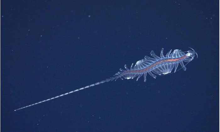 This is a new species from the genus Tomopteris, commonly known as gossamer worms. The expedition science team tested new technology that provides scientists with new, non-invasive ways to study these remarkable animals. Credit: ROV SuBastian / Schmidt Ocean Institute

