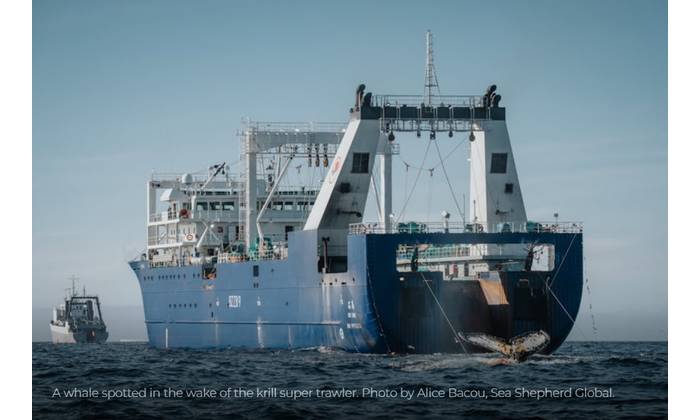 A whale spotted in the wake of the krill super trawler. Photo by Alice Bacou, Sea Shepherd Global