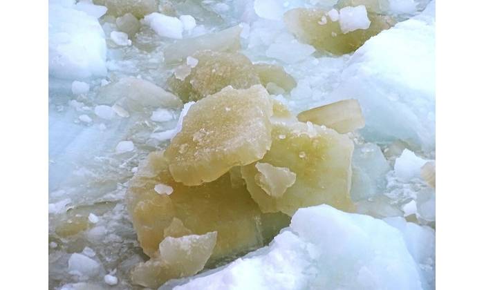When sea-ice algae proliferate they turn the sea ice green. This darkening of the ice reduces its ability to reflect sunlight, amplifying sea-ice melting in summer. (Photo: Rob Massom)