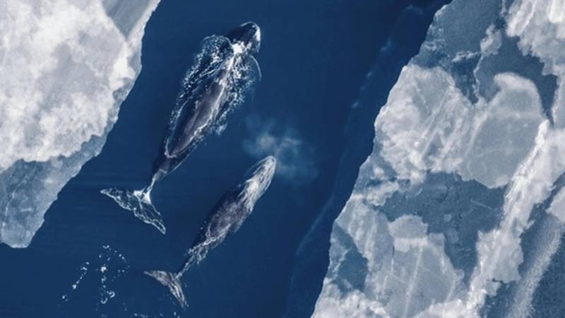 https://images.marinetechnologynews.com/images/maritime/w800/-161869.jpg