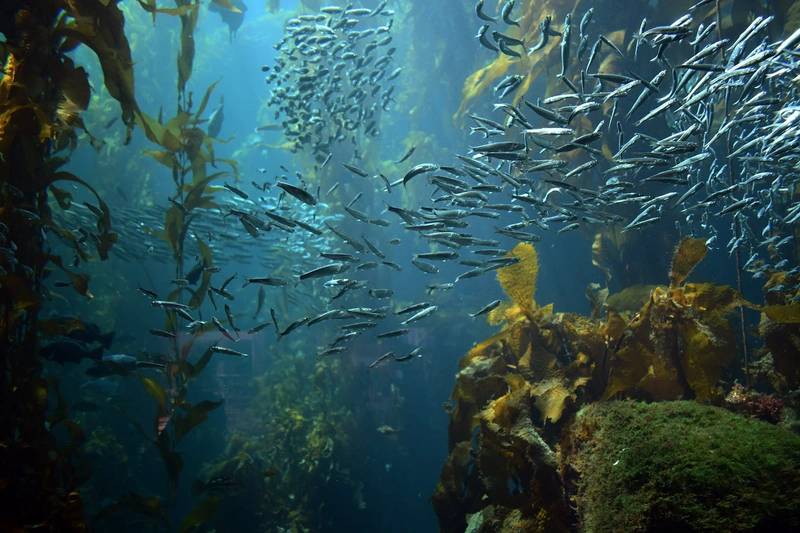 US Releases New Strategies To Advance Sustainable Ocean