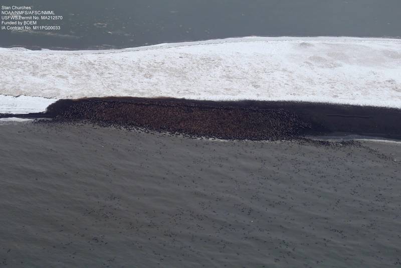 Arctic Walrus Change Mass Haul Out Behavior