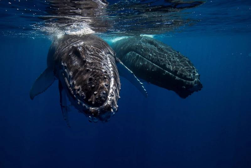 We’ve Discovered Why Some Whales Stop Feeding In