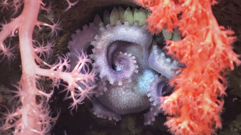 https://images.marinetechnologynews.com/images/maritime/w800/brooding-mother-162787.jpg