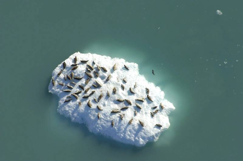 Seals Have Preferences for Different Icebergs