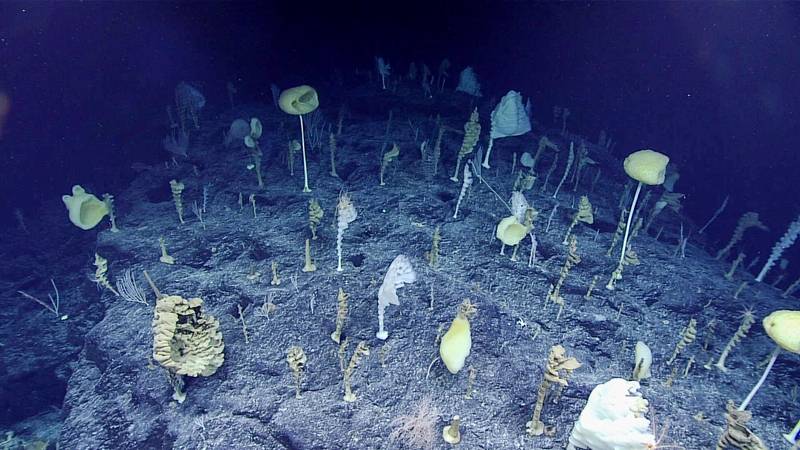 Plan For More Deep Seafloor Observations Might Find