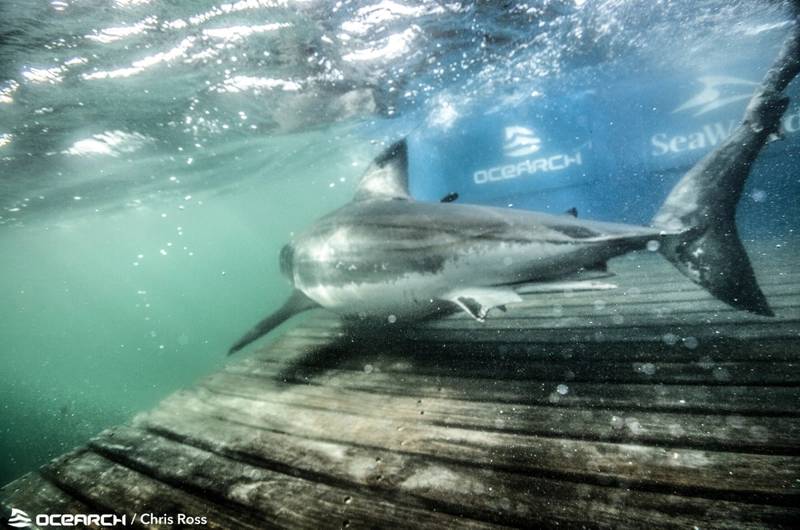 Ocearch Launches 41St White Shark Research Expedition