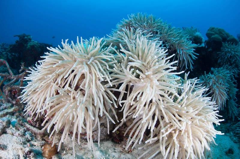 Coral Bleachings Devastate Bali Reefs as Sea Temperatures Rise